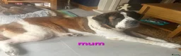 Saint Bernard dogs for sale: Saint Bernard puppies  - Advert 27