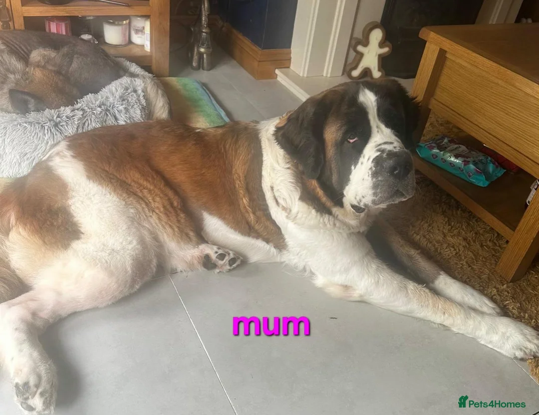 Saint Bernard dogs for sale: Saint Bernard puppies  - Advert 27
