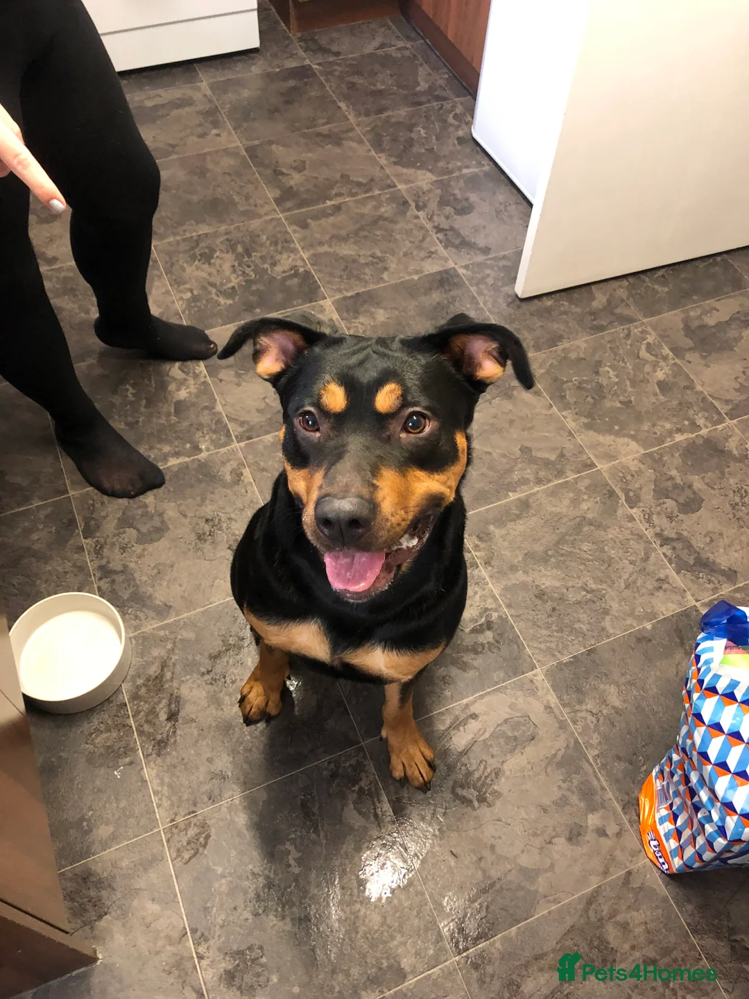 Mixed Breed dogs for sale: 2 year old male German shepherd cross Rottweiler  - Advert 3