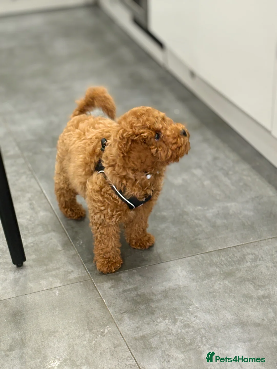 Cavapoo dogs for sale: F1B Cavapoo Red Boy - Advert 4