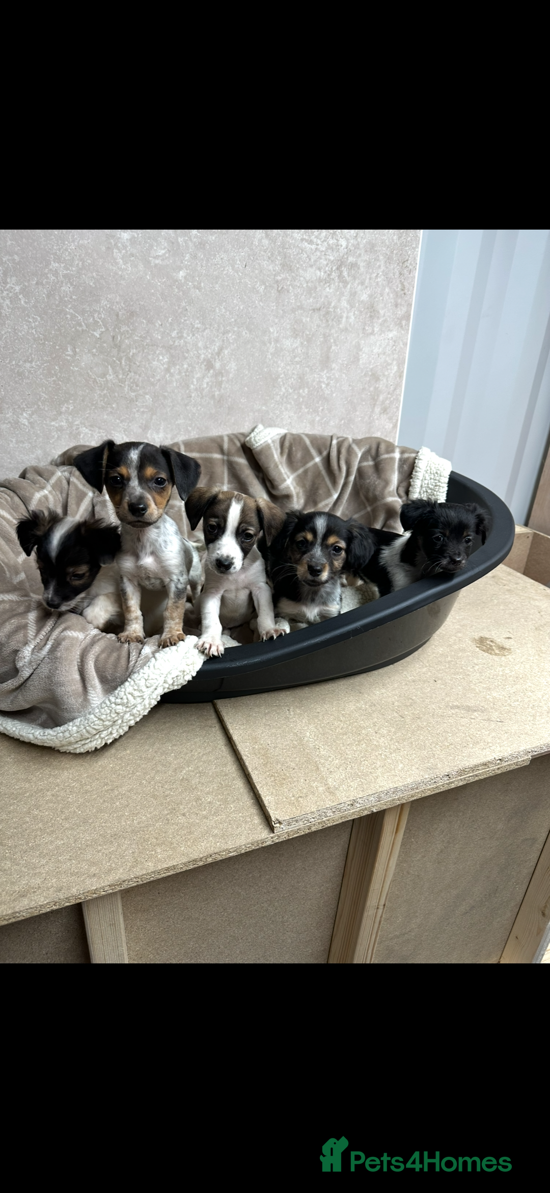 Jack Russell dogs for sale: Miniature jack russel pups - Advert 7
