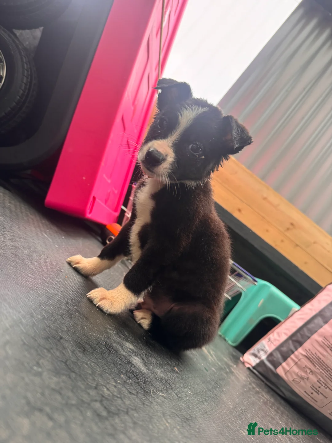 Border Collie dogs for sale: 2 Collie Pup in Omagh - Advert 2