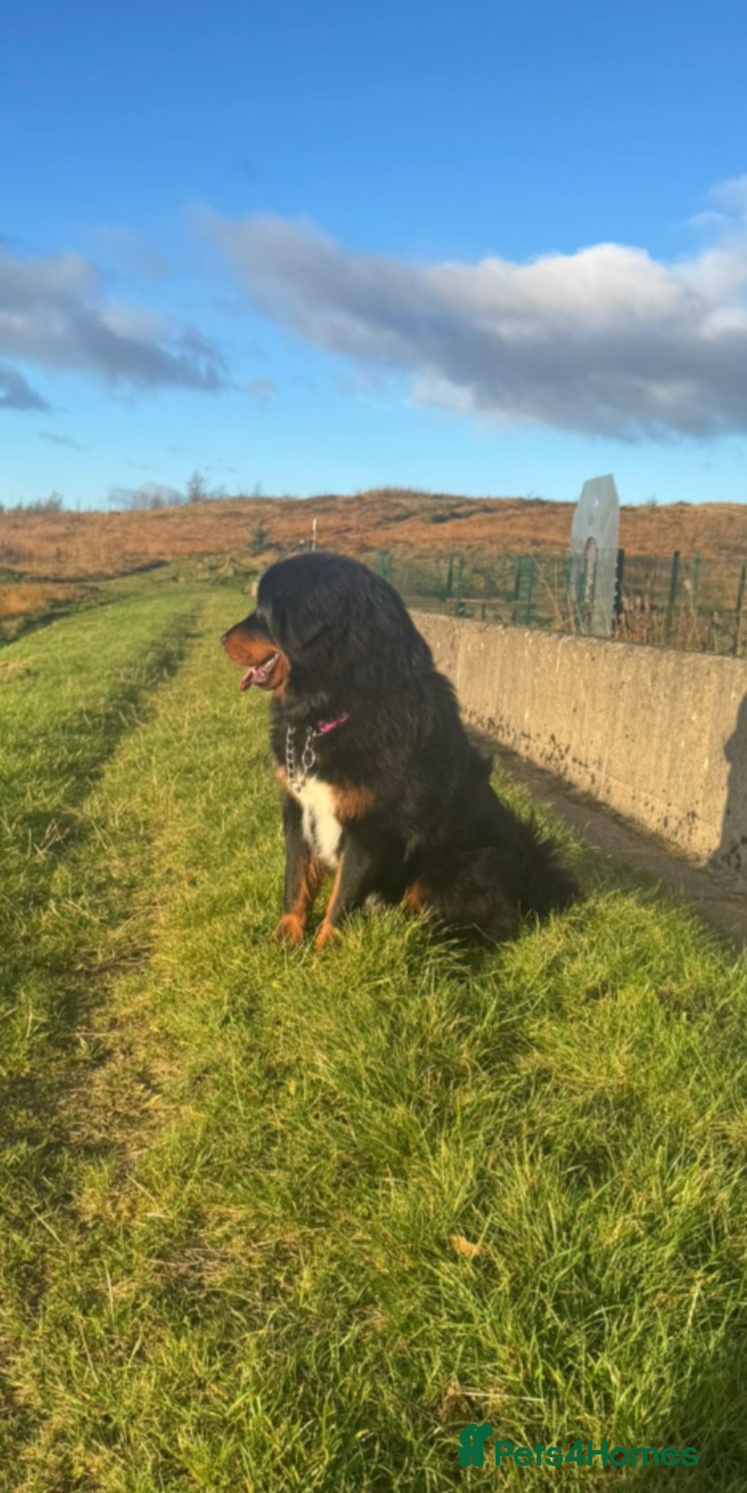 Tibetan Mastiff dogs for sale: Tibetan mastiff  - Image 2