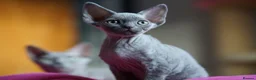 Devon Rex cats for sale: 💙  Blue male Kitten Available 💙 - Advert 15