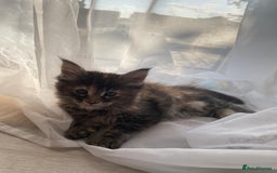 Maine Coon cats for sale: Maine Coon Kittens pedigree  in Boston - Image 14