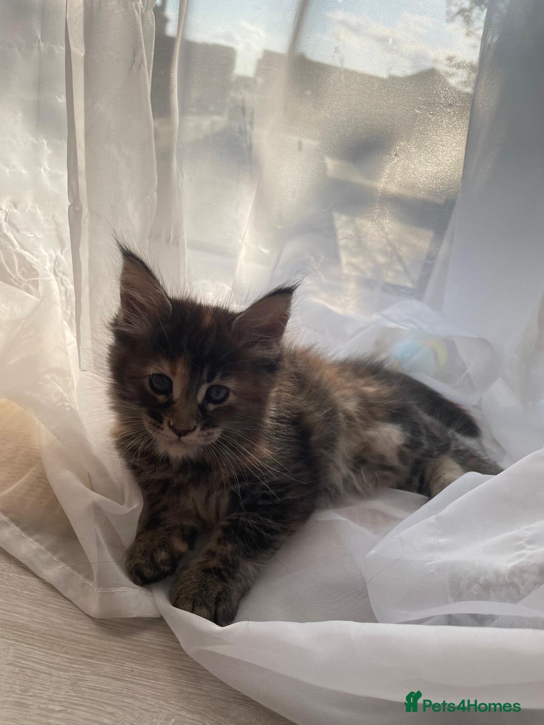 Maine Coon cats for sale: Maine Coon Kittens pedigree  in Boston - Image 14