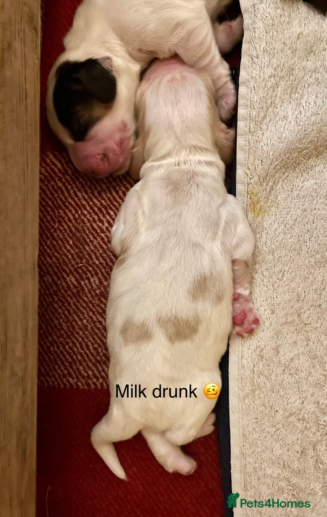 Cocker Spaniel dogs for sale: Your “furever” friend is here - Advert 19