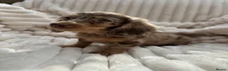 Miniature Dachshund dogs for sale: Fabulous Litter of Long haired dachshund puppies  - Advert 11