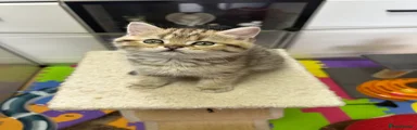 British Shorthair 1