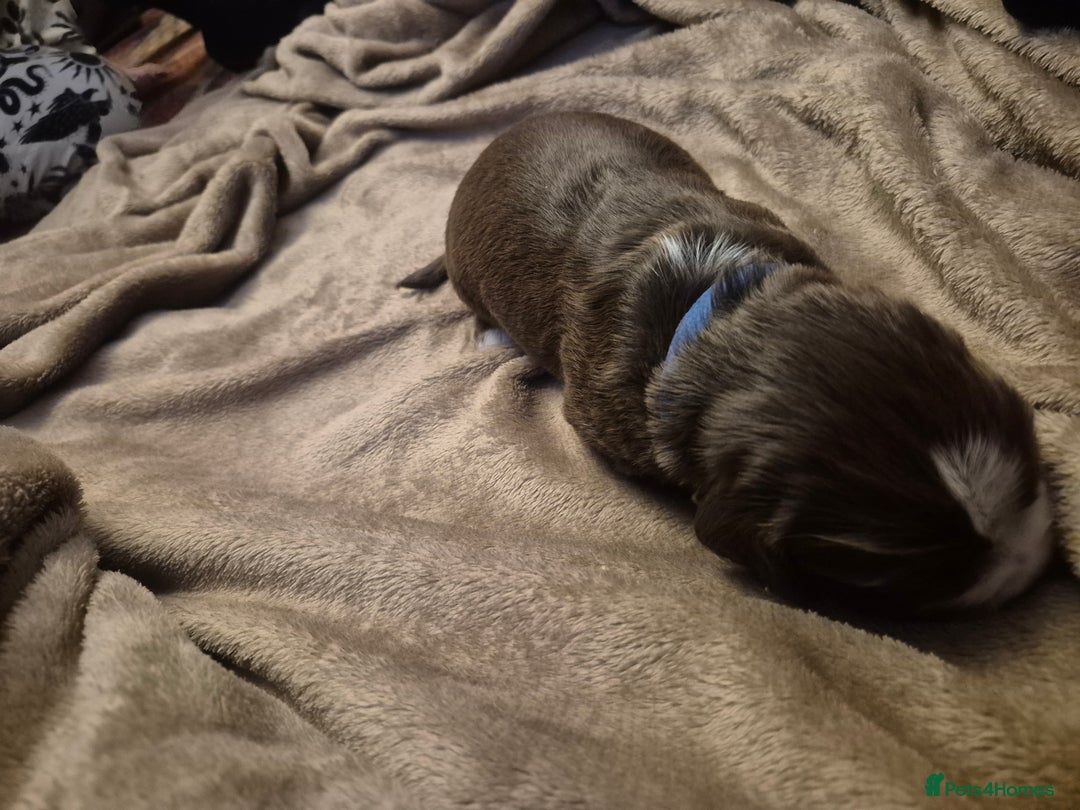 Cocker Spaniel dogs for sale: Cocker spaniel puppies - Advert 10