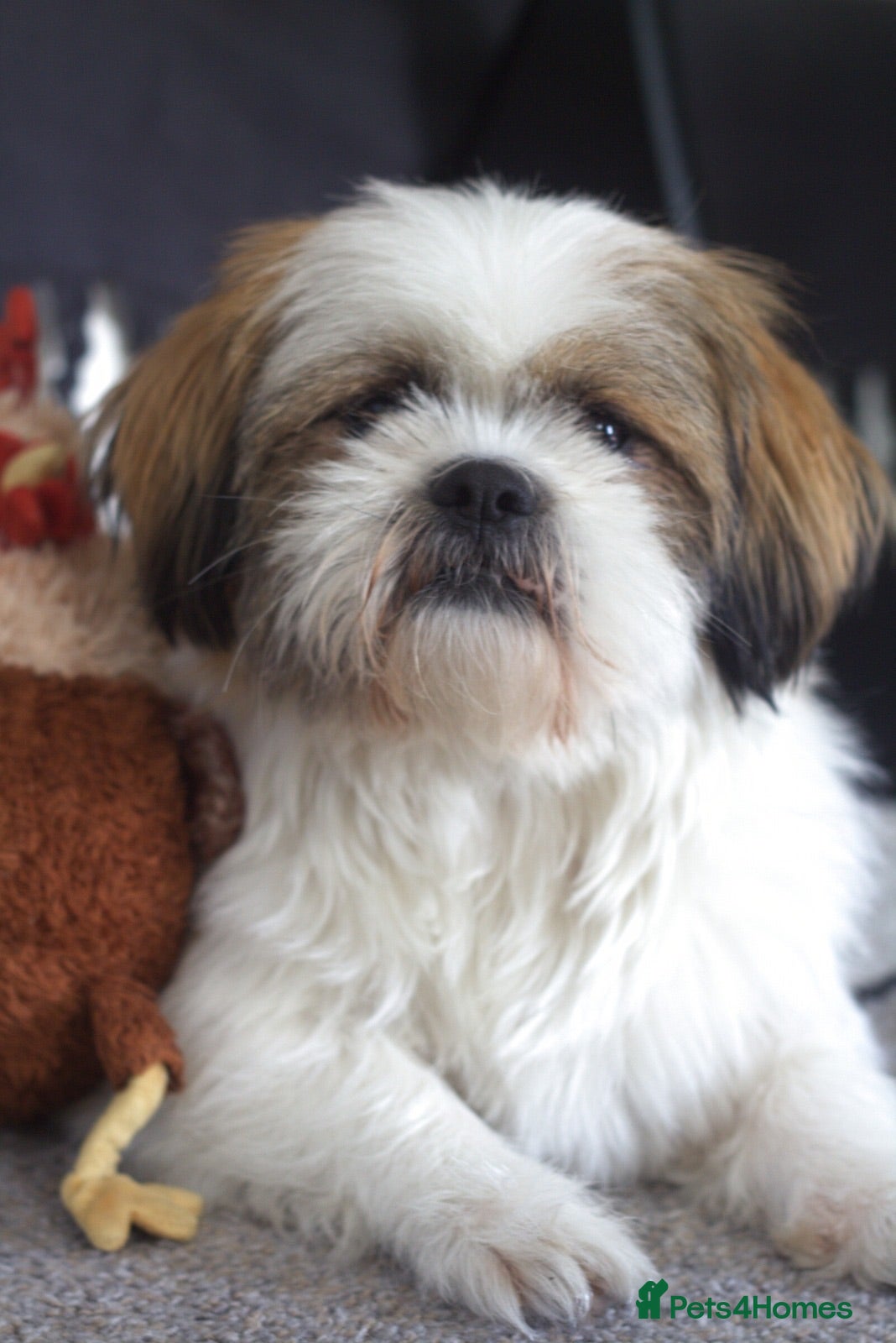 Shih Tzu dogs Handsome Shih Tzu Male Teddy Available for Stud  - Advert 1