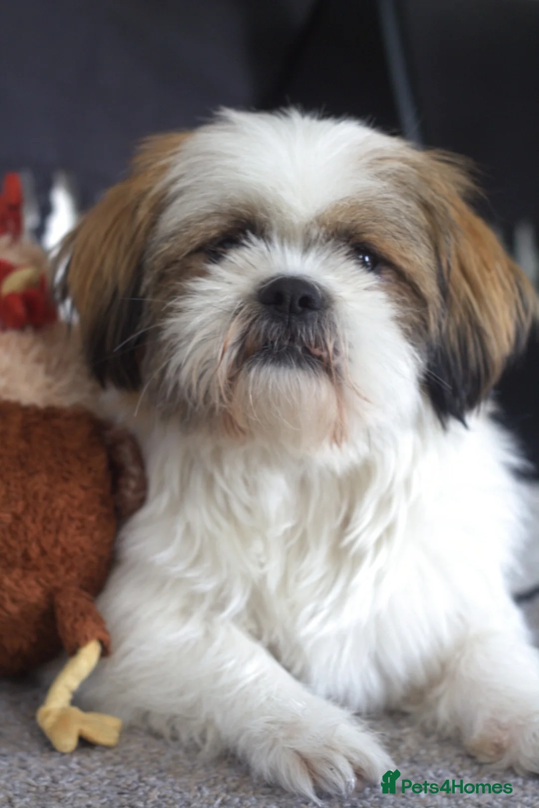 Shih Tzu dogs for stud: Handsome Shih Tzu Male Teddy Available for Stud  in Sutton - Advert 1