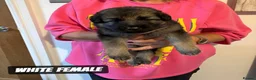 Mixed Breed dogs for sale: German Shepherd Caucasian Shepherd Swiss Shepherd - Advert 5