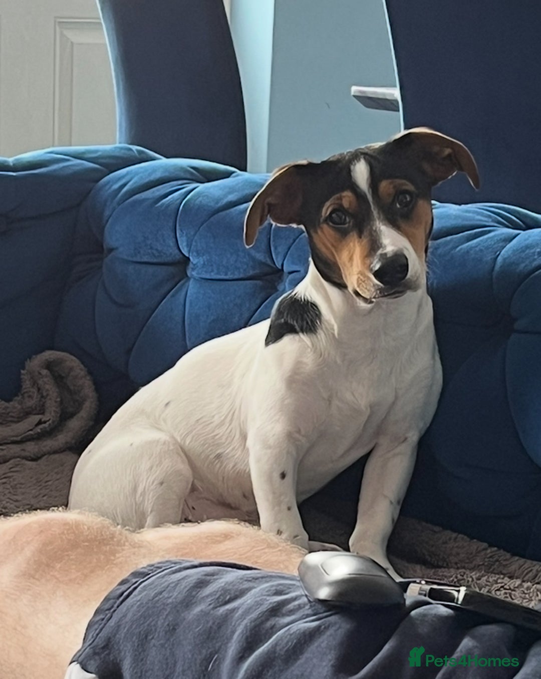 Mixed Breed dogs for sale: 8 month old pup Dobby  - Image 3