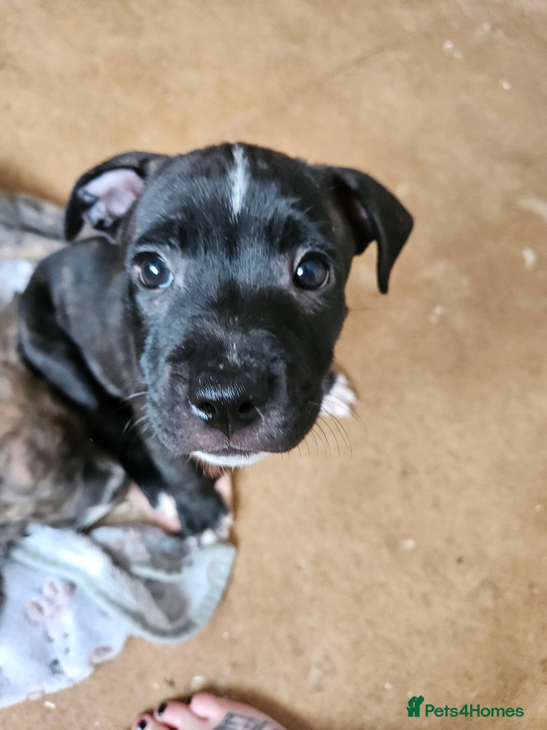 Staffordshire Bull Terrier dogs for sale: Full Staffordshire Bull Terrior puppies for sale - Image 22