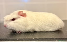 Guinea Pig rodents for sale: 2 sows 1 boar  - Image 6