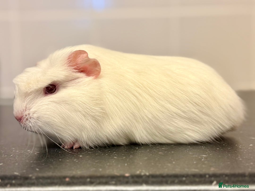 Guinea Pig rodents for sale: 2 sows 1 boar  - Image 6