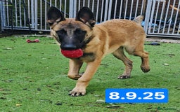 Belgian Shepherd Dog dogs for sale: KC Reg Belgian Shepherd Malinois pups for sale in Newport - Image 4