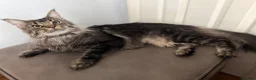 Maine Coon cats for sale:  🐾 Seeking Their Forever Homes Cleo and Dalia 🐾 - Advert 9