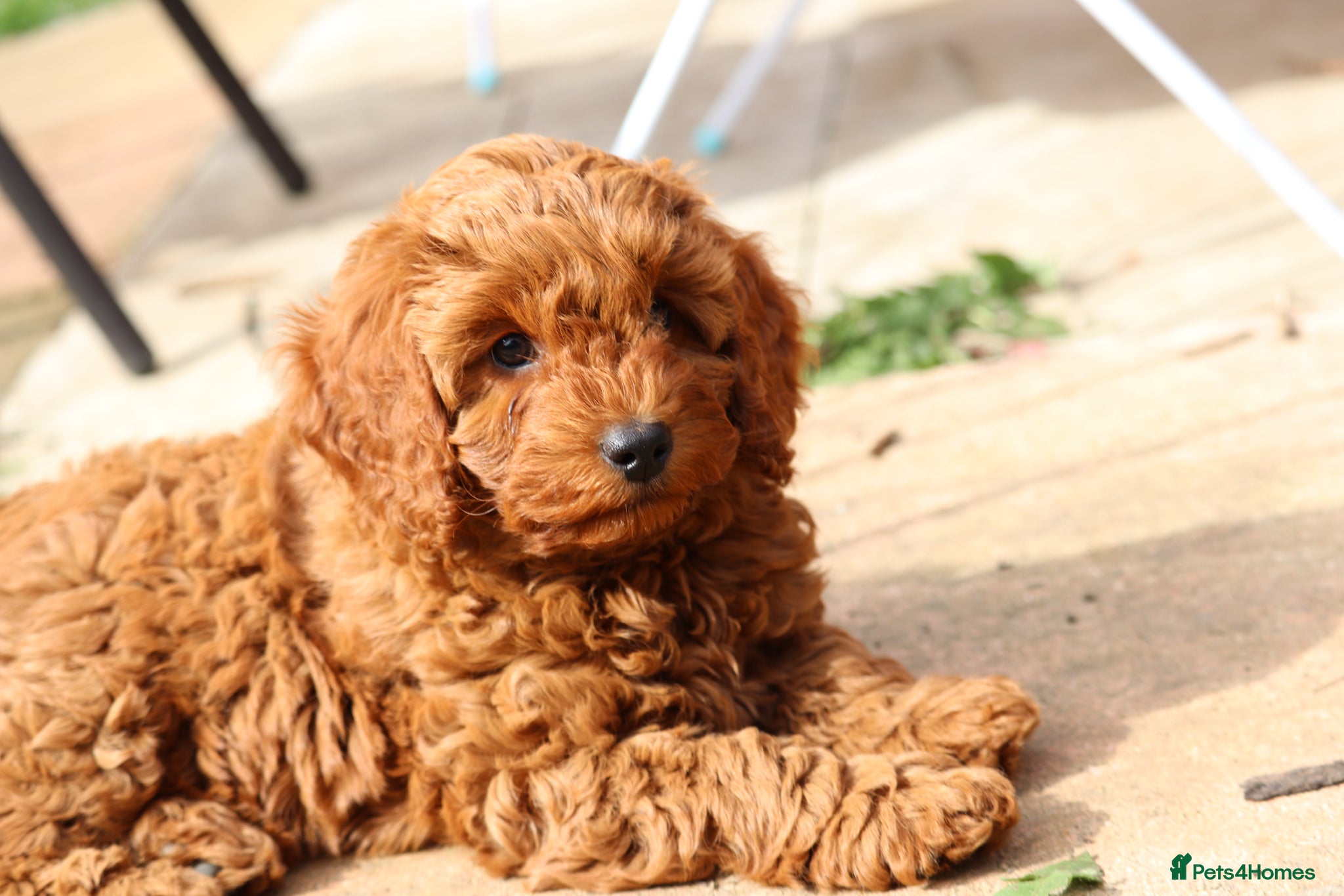 Cavapoo dogs 🐾🐶Deep Red Cavapoo Puppies🐾🐶 - Advert 2