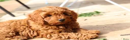 Cavapoo dogs for sale: ⭐️Deep Red Cavapoo Puppies🐾🐶 READY NOW - Advert 11