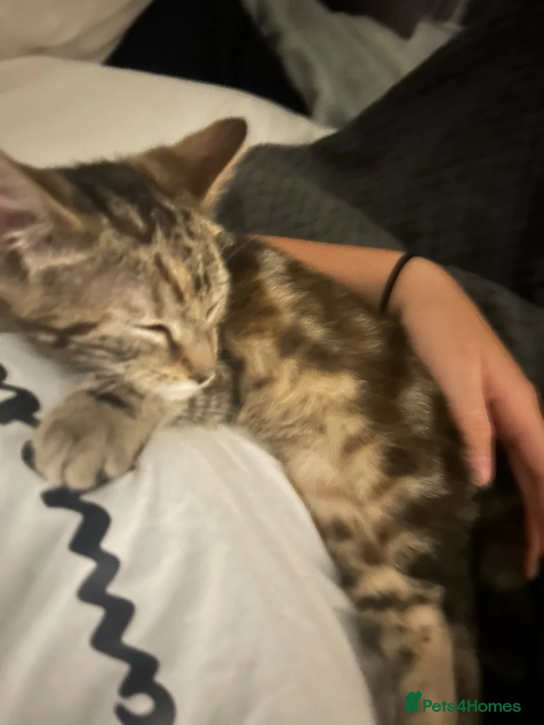 Mixed Breed cats for sale: URGANT sale - Advert 2