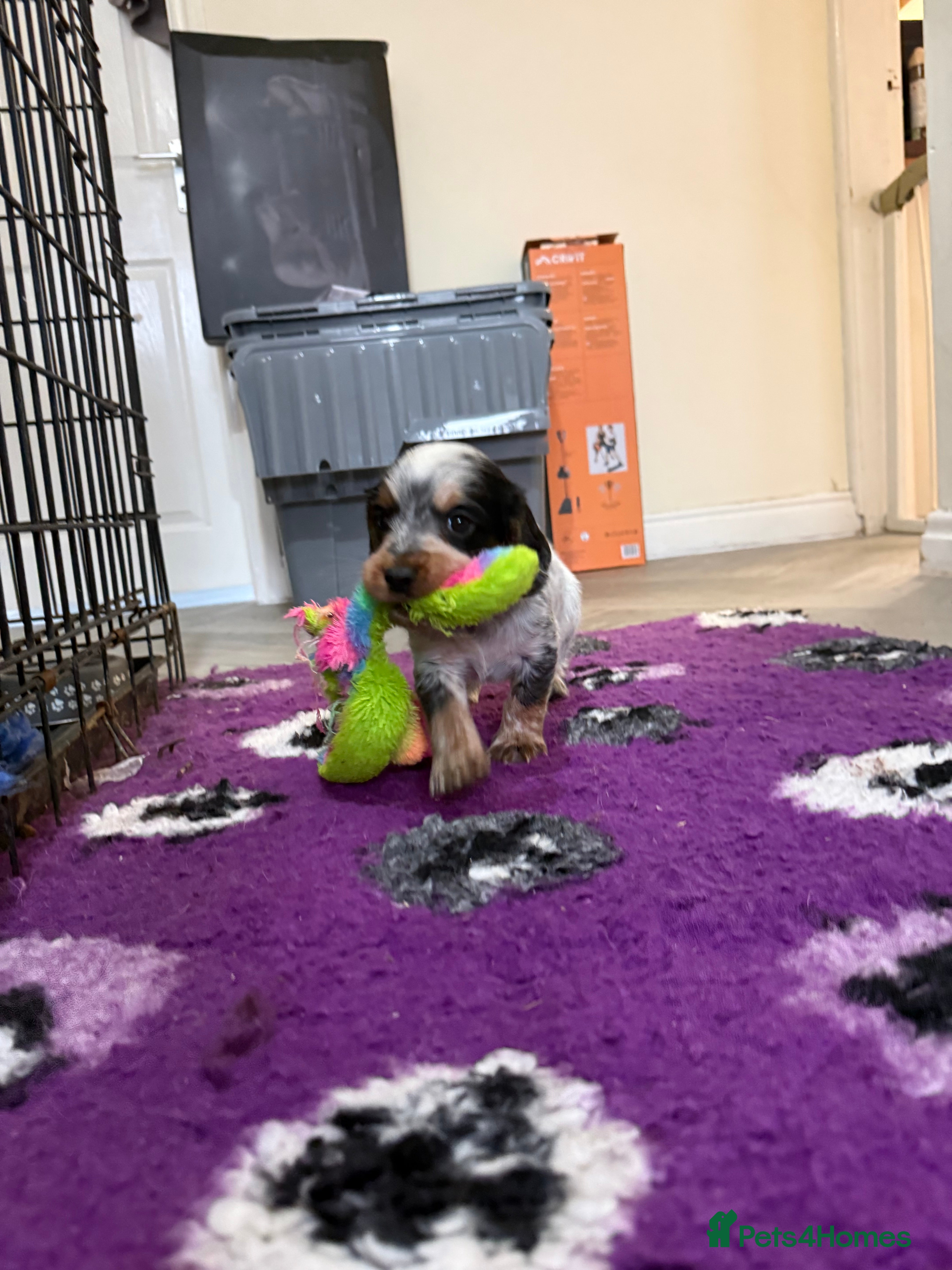 Cocker Spaniel dogs Bred From Extensively Health Tested Parents  - Advert 2