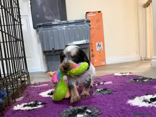 Cocker Spaniel dogs Bred From Extensively Health Tested Parents - Advert 2