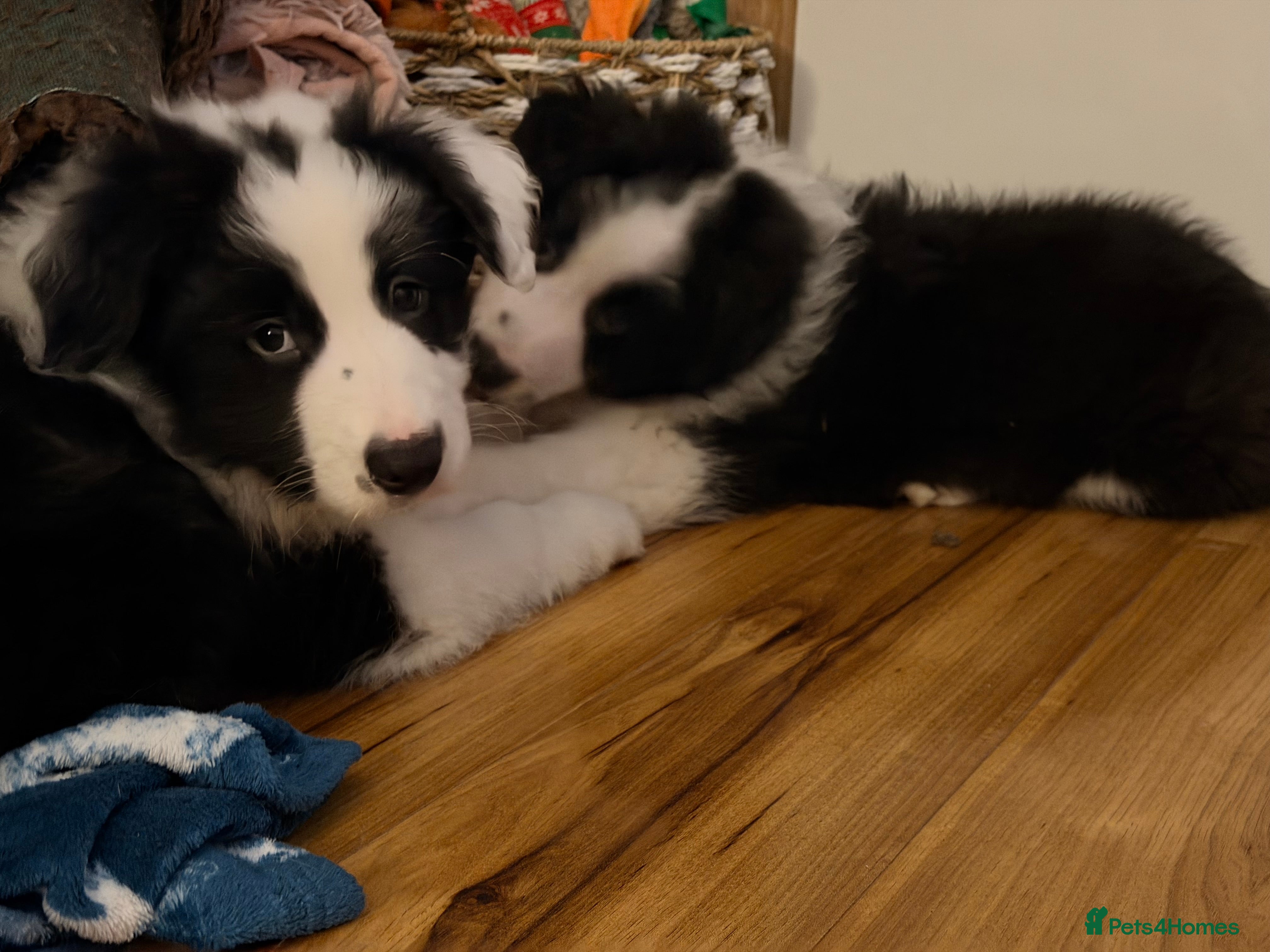 Border Collie dogs International champion show line, only 2 left - Advert 10