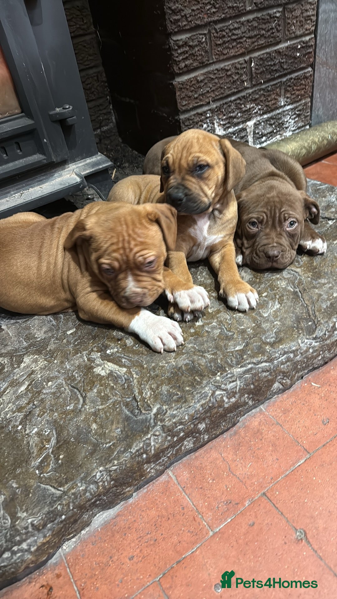 Mixed Breed dogs for sale: Ddb x cane corso - Advert 26