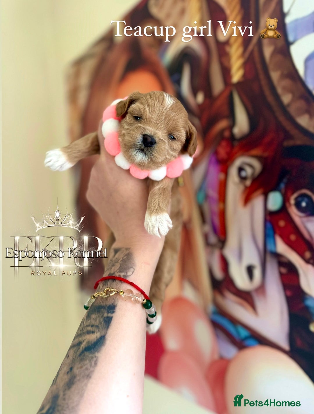 Maltipoo dogs for sale: 👑ULTRA RARE F1 TINY DNA ASIAN MALTIPOO PUPPIES👑 - Image 8