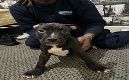 American Bull Staffy dogs for sale: american staffordshire for sale  - Image 1