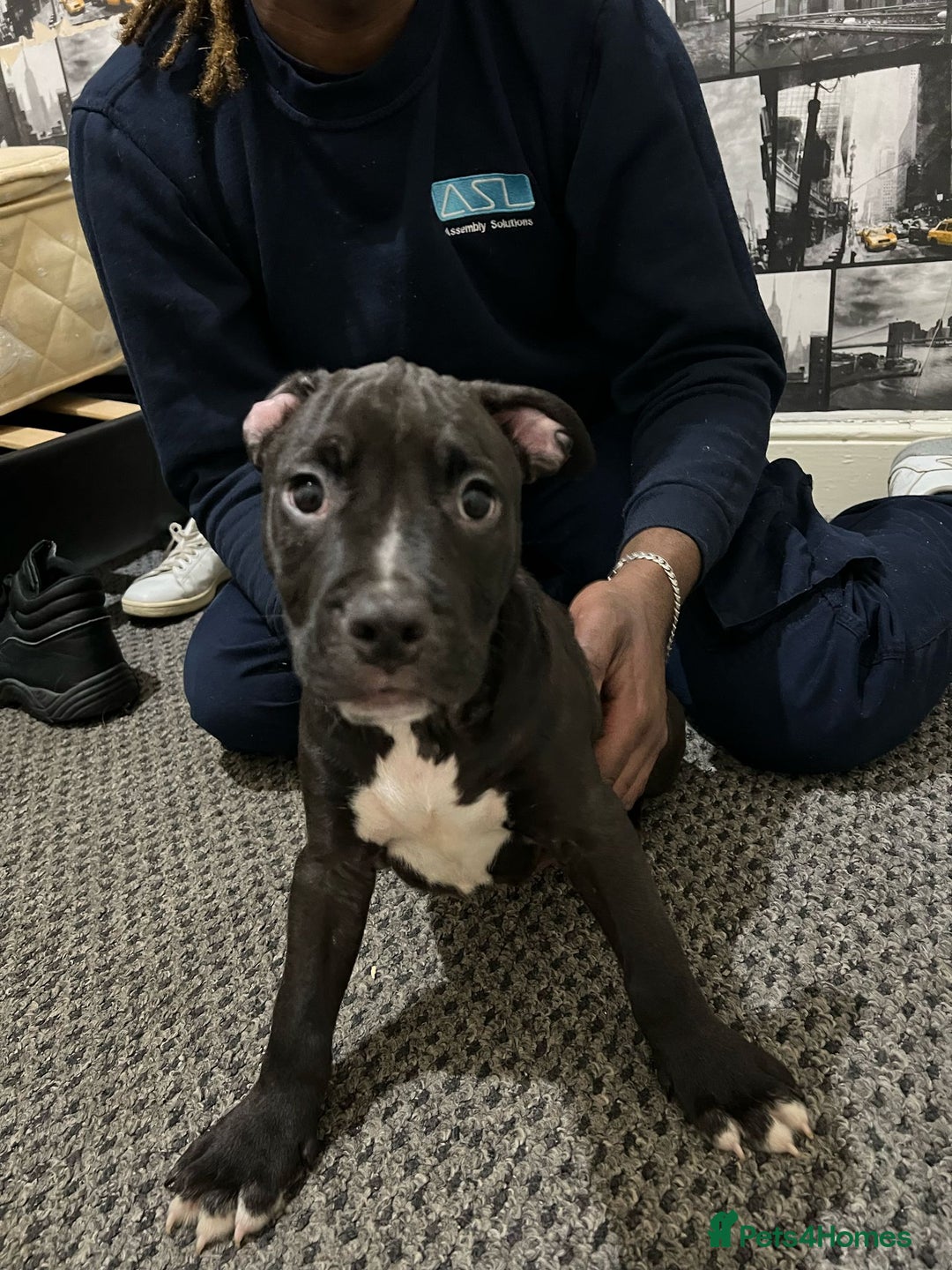 American Bull Staffy dogs for sale: american staffordshire for sale  - Image 1