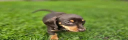 Miniature Dachshund dogs for sale: 2 Gorgeous Miniature dachshund females  - Advert 16