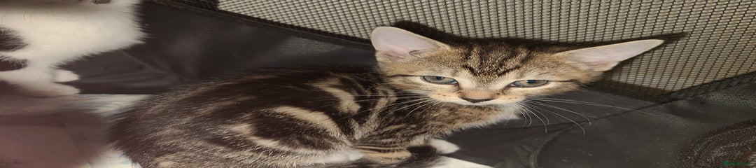 Mixed Breed Kitten 3