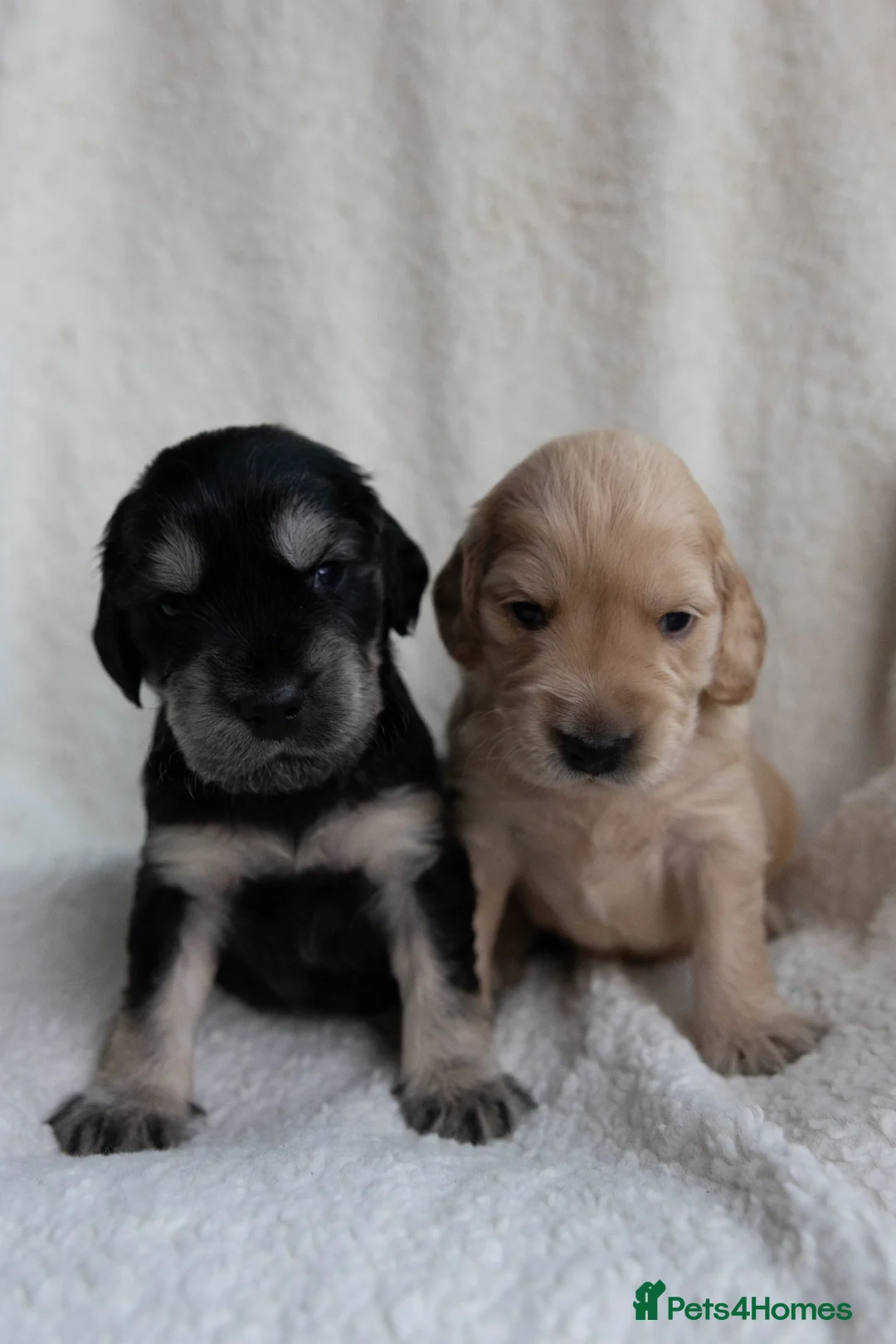 Mixed Breed dogs for sale: Mini Golden retriever ( Dakota sport retriever) - Advert 8