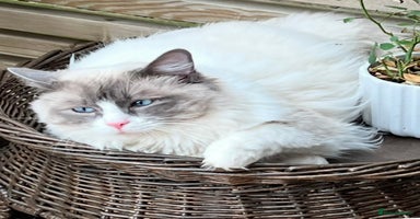 Ragdoll cats - Advert 8