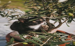 Mixed Breed cats for sale: Gorgeous kittens for sale  - Image 40