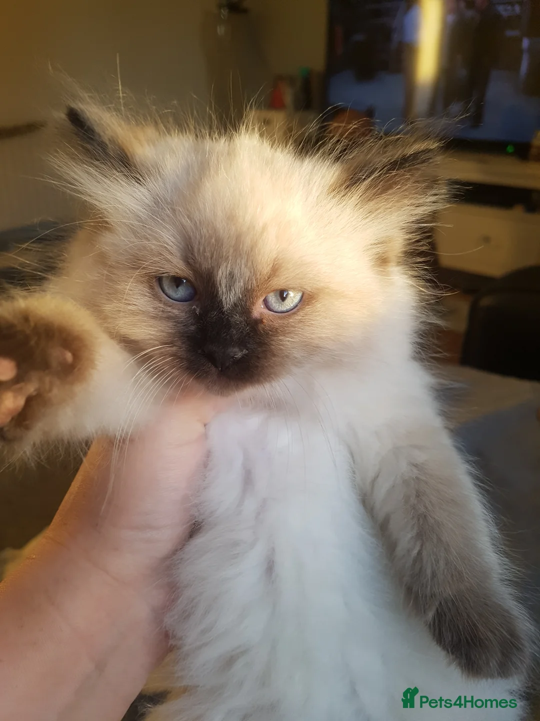 Ragdoll cats for stud: Ragdoll for stud in Peterlee - Advert 4