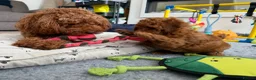 Toy Poodle dogs for sale: Deep red Toy Poodle puppies 🐶 in Exeter - Advert 27