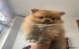 Pomeranian dogs for sale: Beautiful Russian bloodline Pomeranian puppies - Image 32