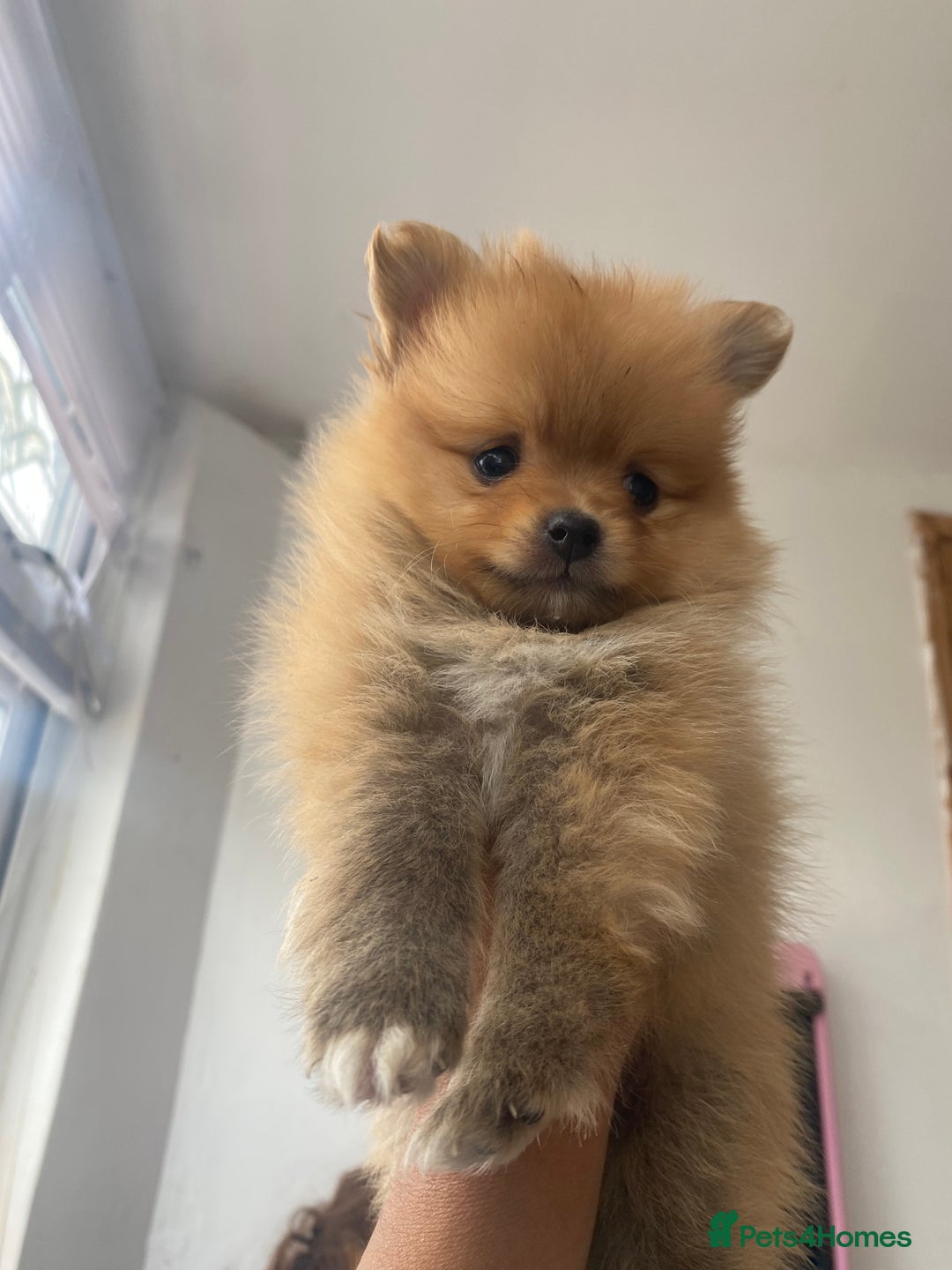 Pomeranian dogs for sale: Beautiful Russian bloodline Pomeranian puppies - Image 32