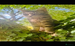 Maine Coon cats for sale: Stunning Pure Breed Maine Coon Kittens in Norwich - Image 5