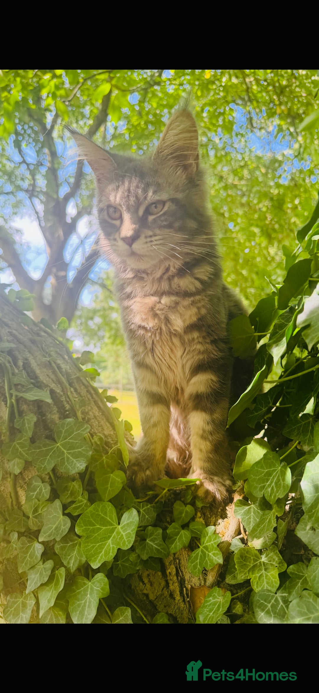 Maine Coon cats for sale: Stunning Pure Breed Maine Coon Kittens in Norwich - Image 5