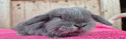 Mini Lop rabbits for sale: Mini lop babys ready to reserve  - Advert 5