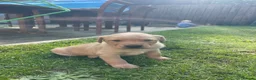 Labrador Retriever dogs for sale: Labrador puppies in Morpeth - Advert 4