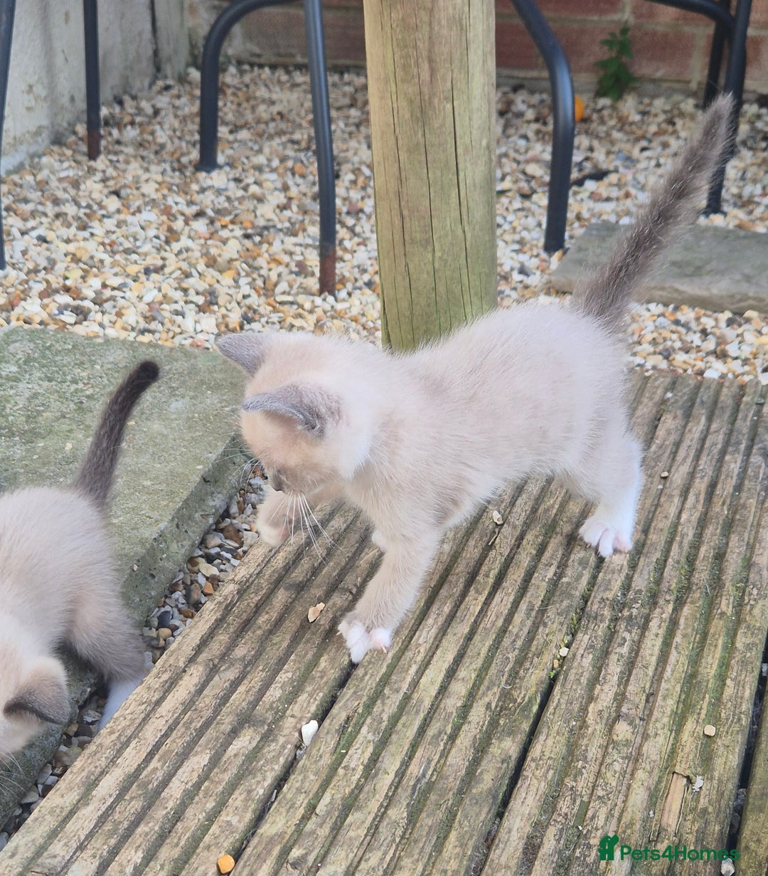 Snowshoe cats for sale: Stunning pedigree Snowshoe kittens  - Image 16