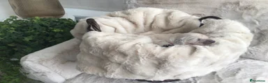 Golden Retriever 4