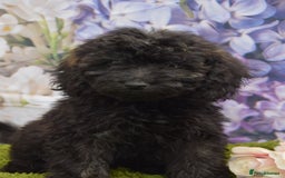 Cockapoo dogs for sale: READY NOW !! sable & brindle tri colour cockapoos - Image 31