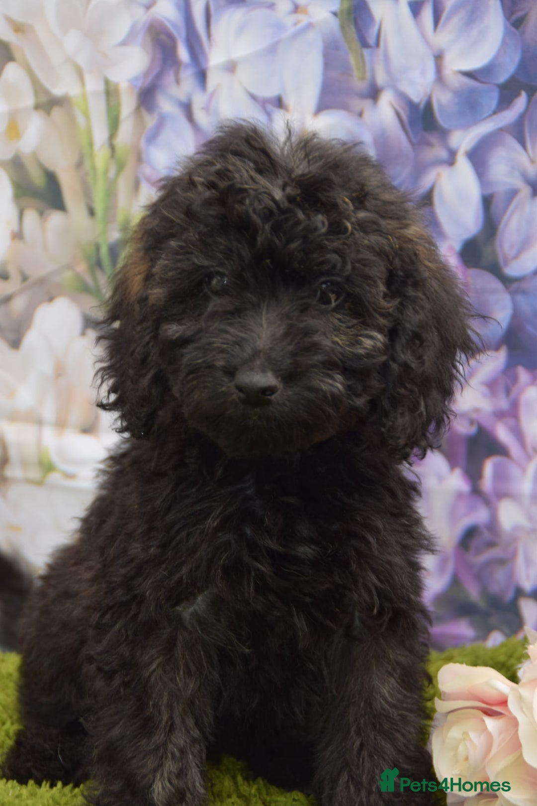 Cockapoo dogs for sale: READY NOW !! sable & brindle tri colour cockapoos - Image 31